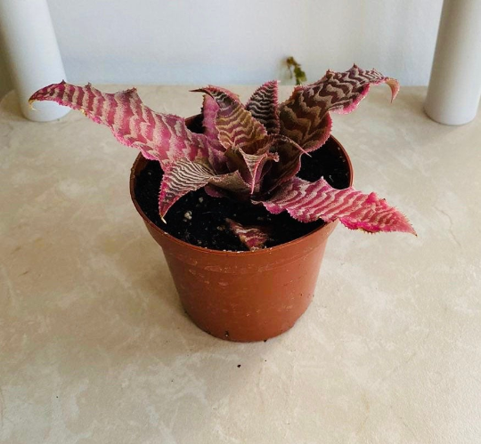 Cryptanthus Zonatus ‘Elaine’ 7cm pot Cassandra's Plants