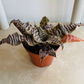 Cryptanthus Zonatus Zebrinus 7cm Pot Cassandra's Plants