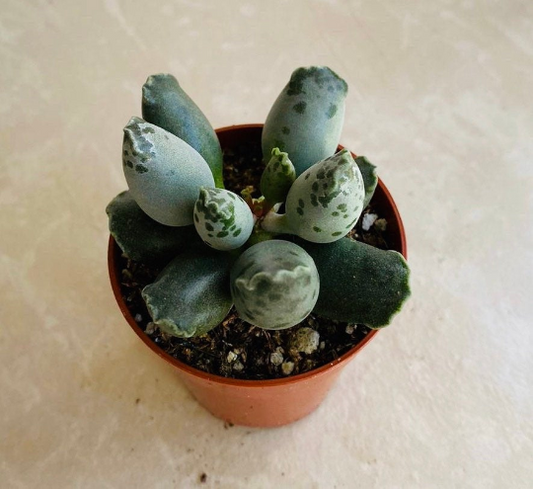 Adromischus Cooperi v. Festivus  5.5cm Pot Cassandra's Plants