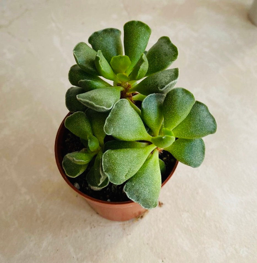 Adromischus Cristatus 5.5cm Pot Cassandra's Plants