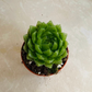 Haworthia Cooperi Picturata Cassandra's Plants