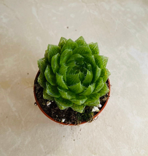 Haworthia Cooperi Picturata Cassandra's Plants