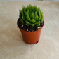 Haworthia Cooperi Picturata Cassandra's Plants