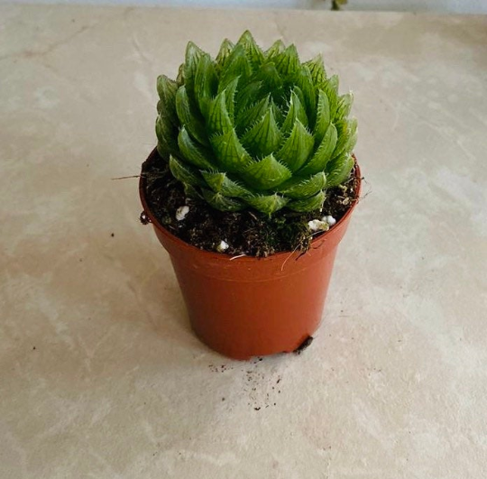 Haworthia Cooperi Picturata Cassandra's Plants