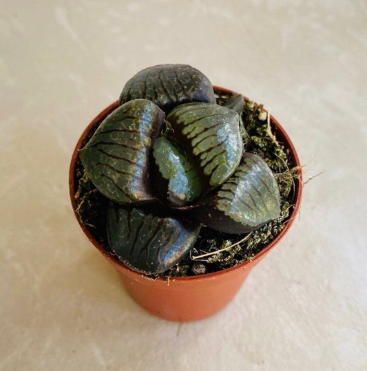 Haworthia Springbokvlakensis in a 5.5cm Pot Cassandra's Plants