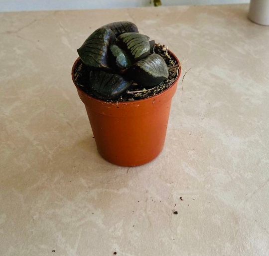 Haworthia Springbokvlakensis in a 5.5cm Pot Cassandra's Plants