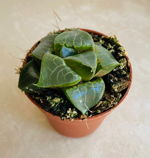 Haworthia Bayeri in a 5.5cm Pot Cassandra's Plants