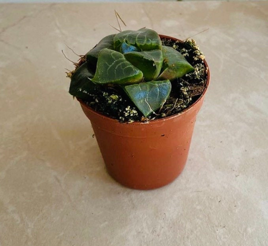 Haworthia Bayeri in a 5.5cm Pot Cassandra's Plants