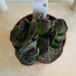 Adromischus Maculatus 8.5cm Pot Cassandra's Plants