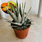 Haworthia Fasciata Alba in a 8cm Pot Cassandra's Plants