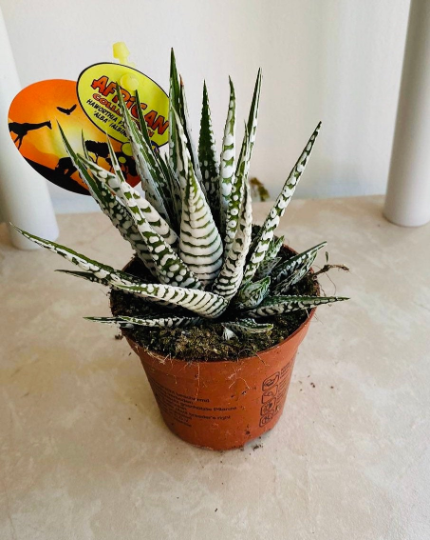 Haworthia Fasciata Alba in a 8cm Pot Cassandra's Plants