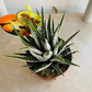 Haworthia Fasciata Alba in a 8cm Pot Cassandra's Plants