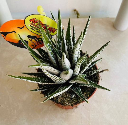 Haworthia Fasciata Alba in a 8cm Pot Cassandra's Plants