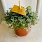 Pilea Glauca Greysy Cassandra's Plants
