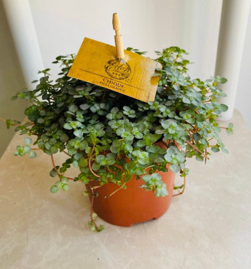 Pilea Glauca Greysy Cassandra's Plants