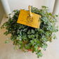 Pilea Glauca Greysy Cassandra's Plants
