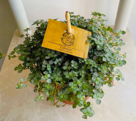 Pilea Glauca Greysy Cassandra's Plants