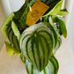 Peperomia Agryreia, Watermelon Peperomia Cassandra's Plants