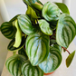 Peperomia Agryreia, Watermelon Peperomia Cassandra's Plants