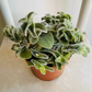 Tradescantia Velvet Hill Cassandra's Plants