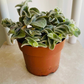 Tradescantia Velvet Hill Cassandra's Plants