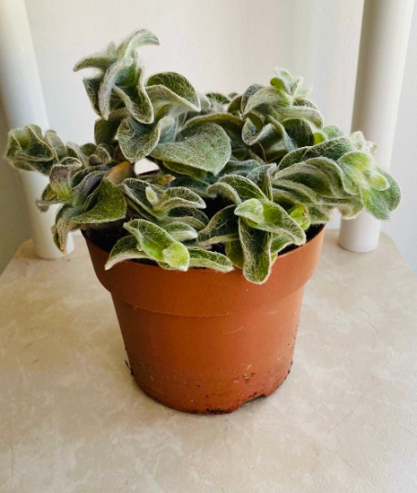 Tradescantia Velvet Hill Cassandra's Plants