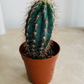 Cereus Azureus 5.5cm Pot Cassandra's Plants