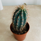 Cereus Azureus 5.5cm Pot Cassandra's Plants