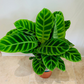 Calathea Zebrina 14cm Pot Cassandra's Plants