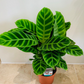 Calathea Zebrina 14cm Pot Cassandra's Plants