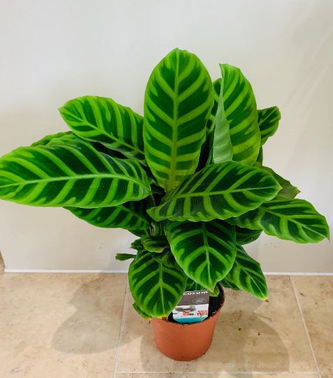 Calathea Zebrina 14cm Pot Cassandra's Plants