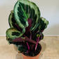 Calathea Marion 12cm Pot Cassandra's Plants