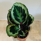 Calathea Marion 12cm Pot Cassandra's Plants