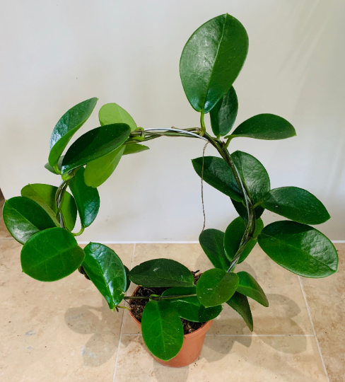 Hoya Australis Cassandra's Plants