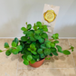 Peperomia Hope Cassandra's Plants