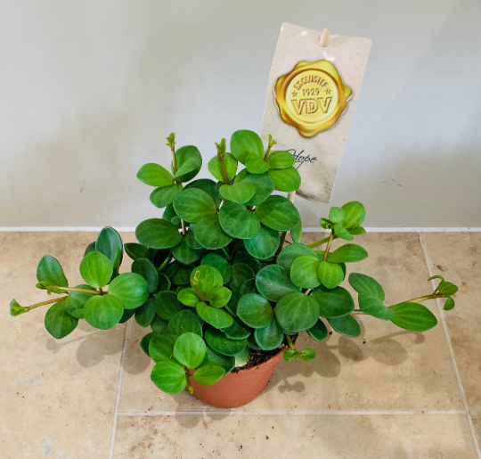 Peperomia Hope Cassandra's Plants