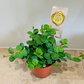 Peperomia Hope Cassandra's Plants