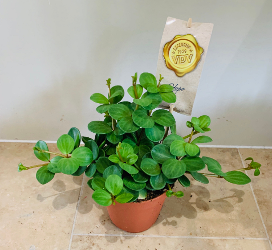 Peperomia Hope Cassandra's Plants