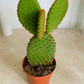 Opuntia Microdasys Var. Rufida "Bunny Ears" Cactus Cassandra's Plants