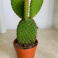 Opuntia Microdasys Var. Rufida "Bunny Ears" Cactus Cassandra's Plants