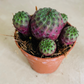 Sulcorebutia Rauschii Cactus Cassandra's Plants