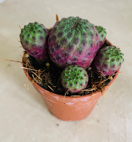 Sulcorebutia Rauschii Cactus Cassandra's Plants