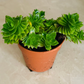 Crassula Estagnol String Of Buttons 5.5cm Pot  Cassandra's Plants