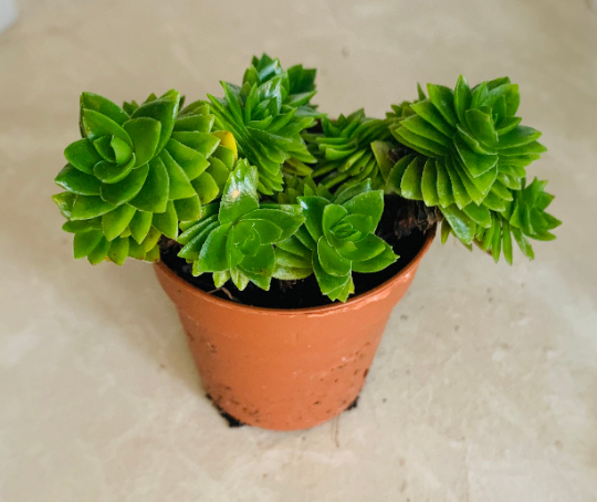 Crassula Estagnol String Of Buttons 5.5cm Pot  Cassandra's Plants