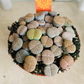 Lithops Fulviceps Cassandra's Plants