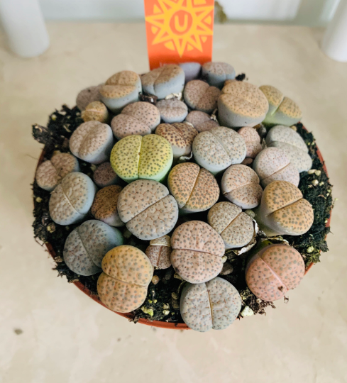 Lithops Fulviceps Cassandra's Plants