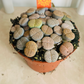 Lithops Fulviceps Cassandra's Plants