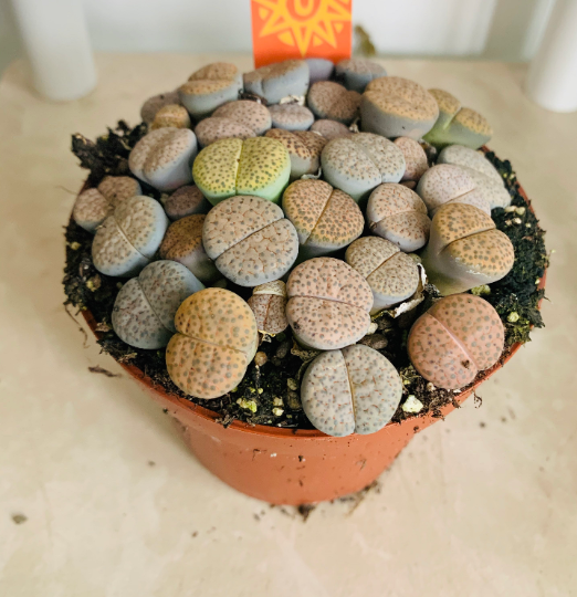 Lithops Fulviceps Cassandra's Plants