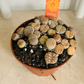 Lithops Bromfieldii Mix 8cm pot Cassandra's Plants