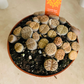 Lithops Bromfieldii Mix 8cm pot Cassandra's Plants
